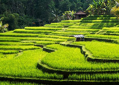 Ubud